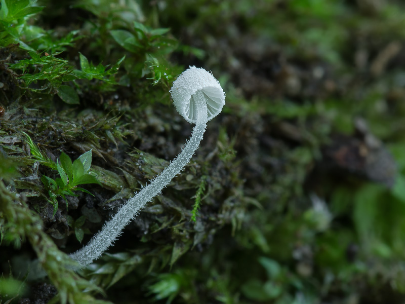 Mycena corynephora